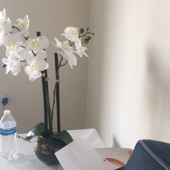 Meet your Posher, Tavus - Picture 1 of 1